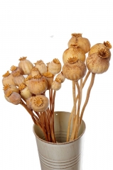 08 Suvo cveće za dekoraciju